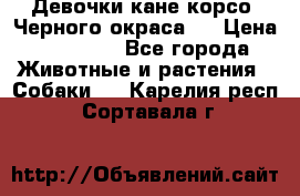Девочки кане корсо. Черного окраса.  › Цена ­ 65 000 - Все города Животные и растения » Собаки   . Карелия респ.,Сортавала г.